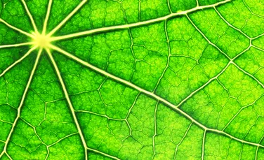 A fost creat materialul care imită fotosinteza şi care ar fi extrem de util oamenilor