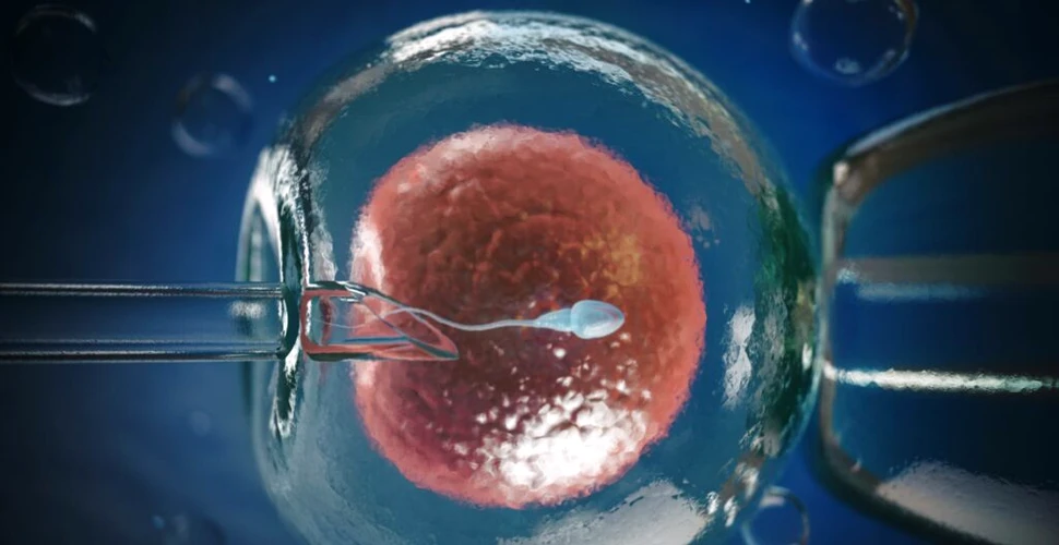Spermatozoizii și ovulele cultivate în laborator le-ar putea permite în curând părinților să își personalizeze copiii