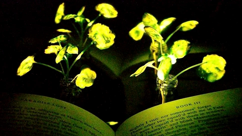 În viitor, plantele luminescente ar putea înlocui becurile