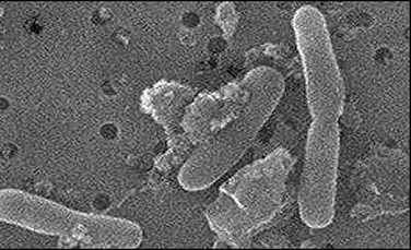 Microbii sunt responsabili de formarea zapezii