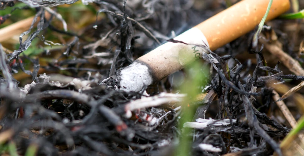 O țigară aruncată la întâmplare a pornit incendiul de vegetație de la Poarta Albă
