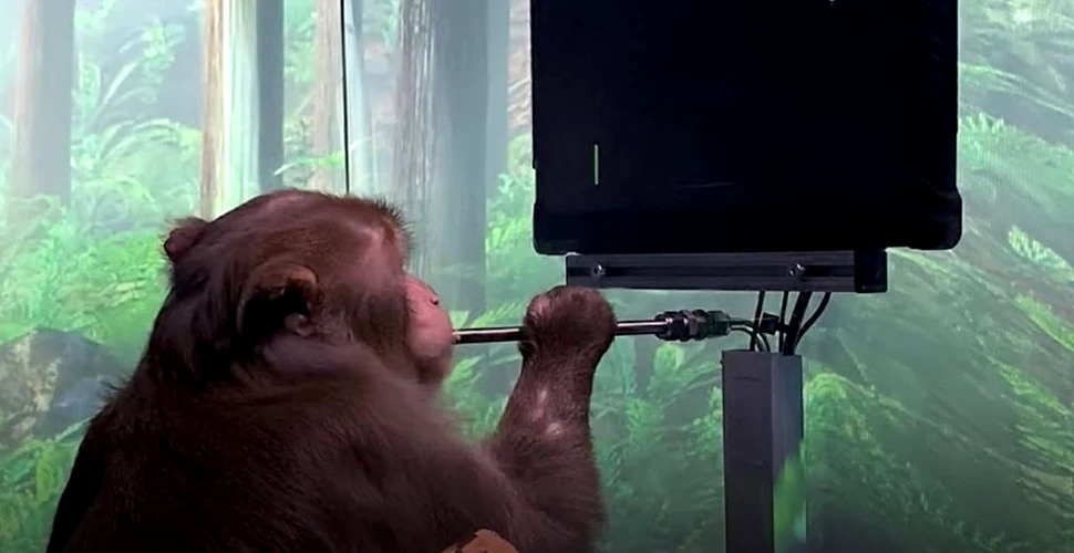 Neuralink a dezvăluit o filmare care arată o maimuță cu cip în creier în timp ce joacă jocuri video