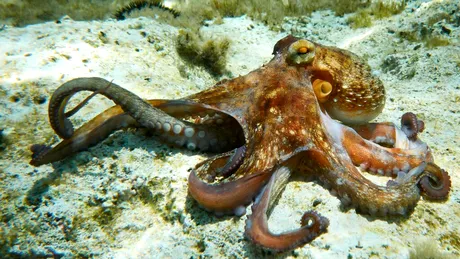 Cum se împerechează caracatițele: un braț care găsește și fertilizează femela