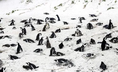 63 de pinguini în pericol de dispariție, atacați și uciși de un roi de albine. „Este un caz foarte rar”