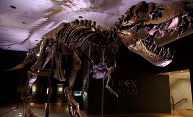 Unul dintre cele mai bune exemplare de T. Rex descoperite vreodată, vândut cu o sumă uriașă