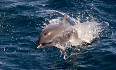 Marea Neagră, aproape de „un punct critic” din cauza războiului din Ucraina