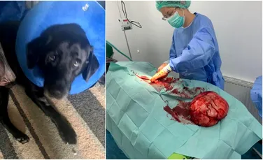 Un labrador a scăpat miraculos după ce medicii i-au extirpat o tumoare de mărimea unei „mingi de fotbal”