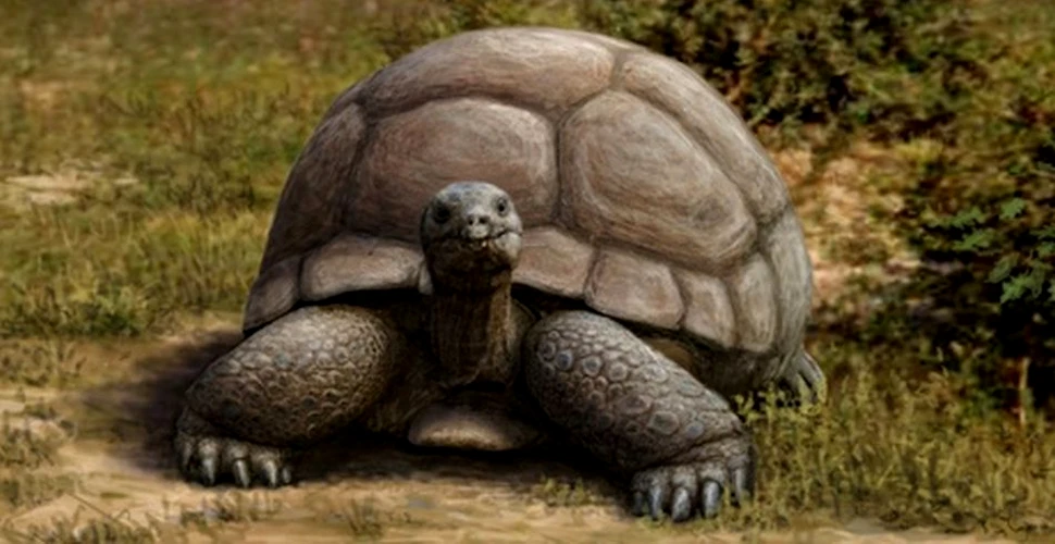Ţestoase uriaşe, de peste 2 metri lungime, trăiau în Europa acum 2 milioane de ani