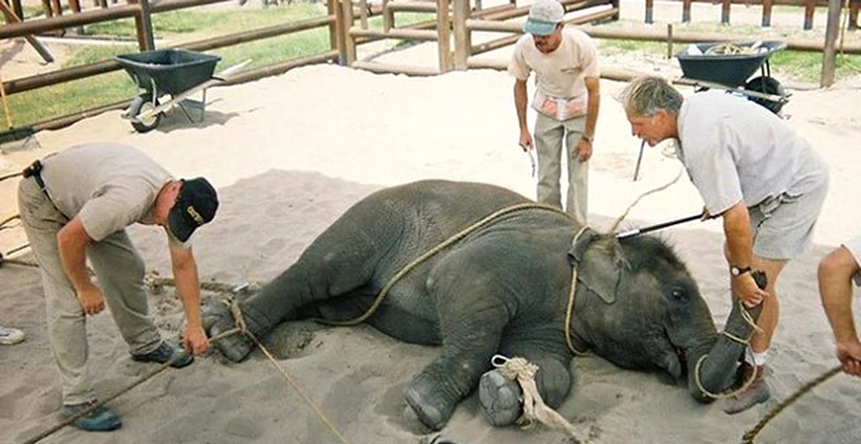 SOCANT! Pui de elefanti dresati cu electrosocuri (FOTO)