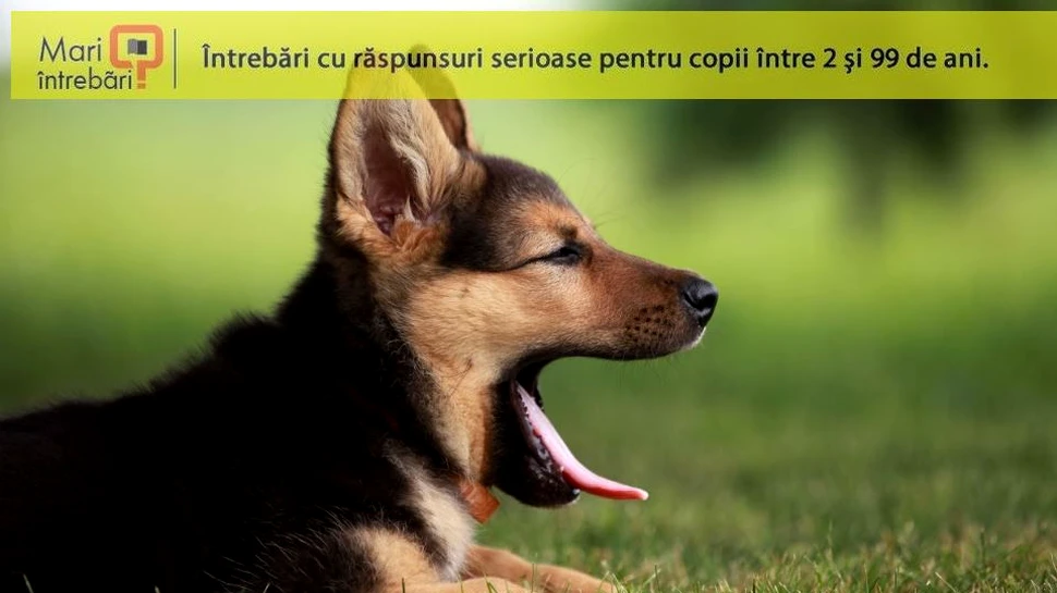 De ce căscatul este contagios?