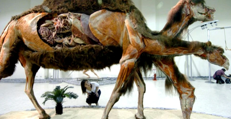 Expoziţie controversată cu animale disecate şi plastifiate, realizată de creatorul „The Human Body”. VIDEO