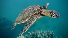 Mii de specii de animale sunt amenințate de schimbările climatice, arată o nouă analiză