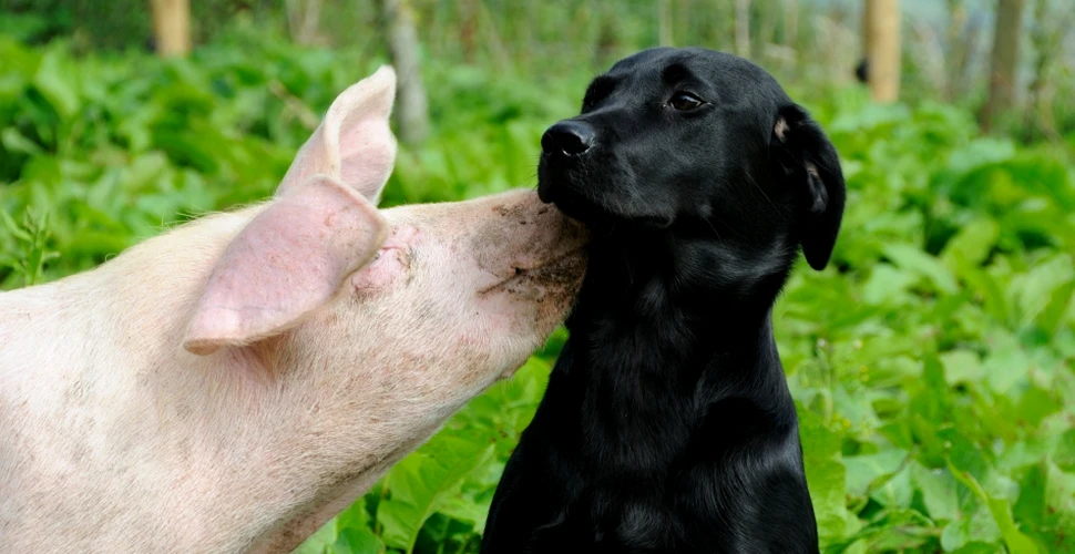 „Parfumul porcin” potoleşte şi cel mai agitat câine