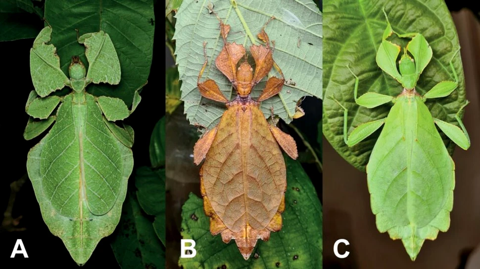 Au fost descoperite noi specii de insecte-frunză