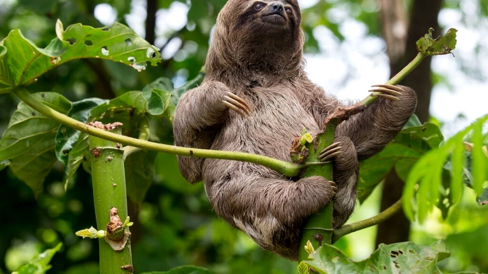 De ce mamiferele nu sunt la fel de colorate ca reptilele, păsările sau peștii?