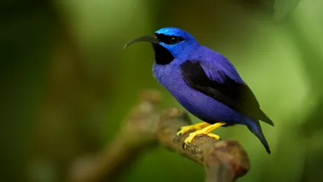 Test de cultură generală. Care este cea mai rară culoare din natură?