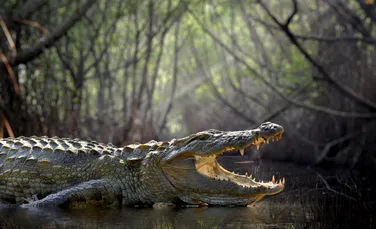 Cercetătorii descoperă specii de crocodili care s-au hrănit cu strămoșii oamenilor. Cât de fioroși erau?