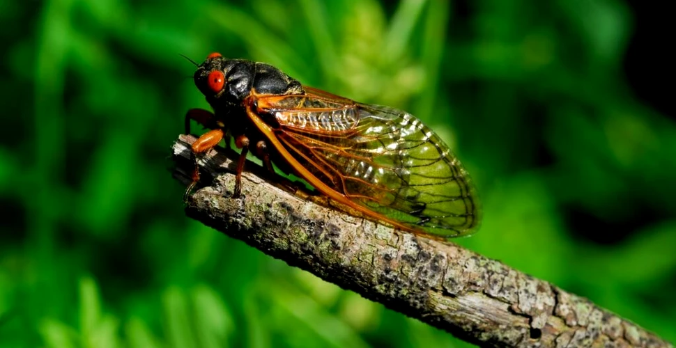 Test de cultură generală. De ce apar cicadele o dată la 17 ani?