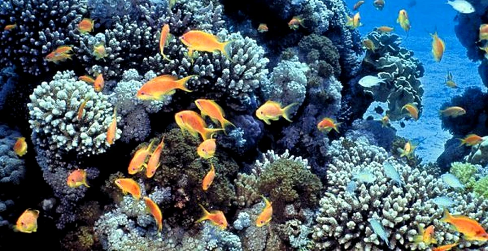 Coralii migrează spre poli
