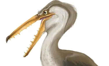 Albatrosii groazei dominau cerurile acum 10 milioane de ani