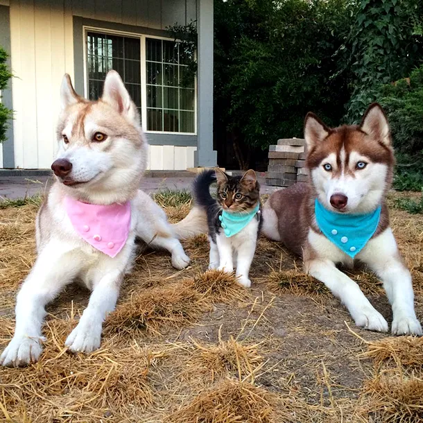 3 Câini Husky au devenit cei mai buni prieteni cu o pisica pe care au salvat-o de la moarte. FOTO+VIDEO