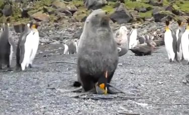 O focă agresează sexual un pinguin (VIDEO)